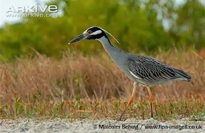 Yellow crowned Night-heron