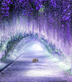 image of a bunny sitting in the middle of a wisteria tunnel with a light at the end