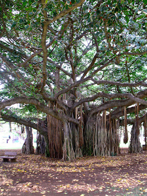 Banyan Tree Natural Picture