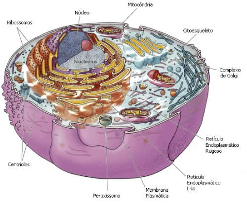 celula animal y sus partes. diferencia entre celula animal y celula. Imagem: Célula Animal; Imagem: