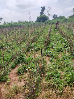 EA Crystal Tomato Farm