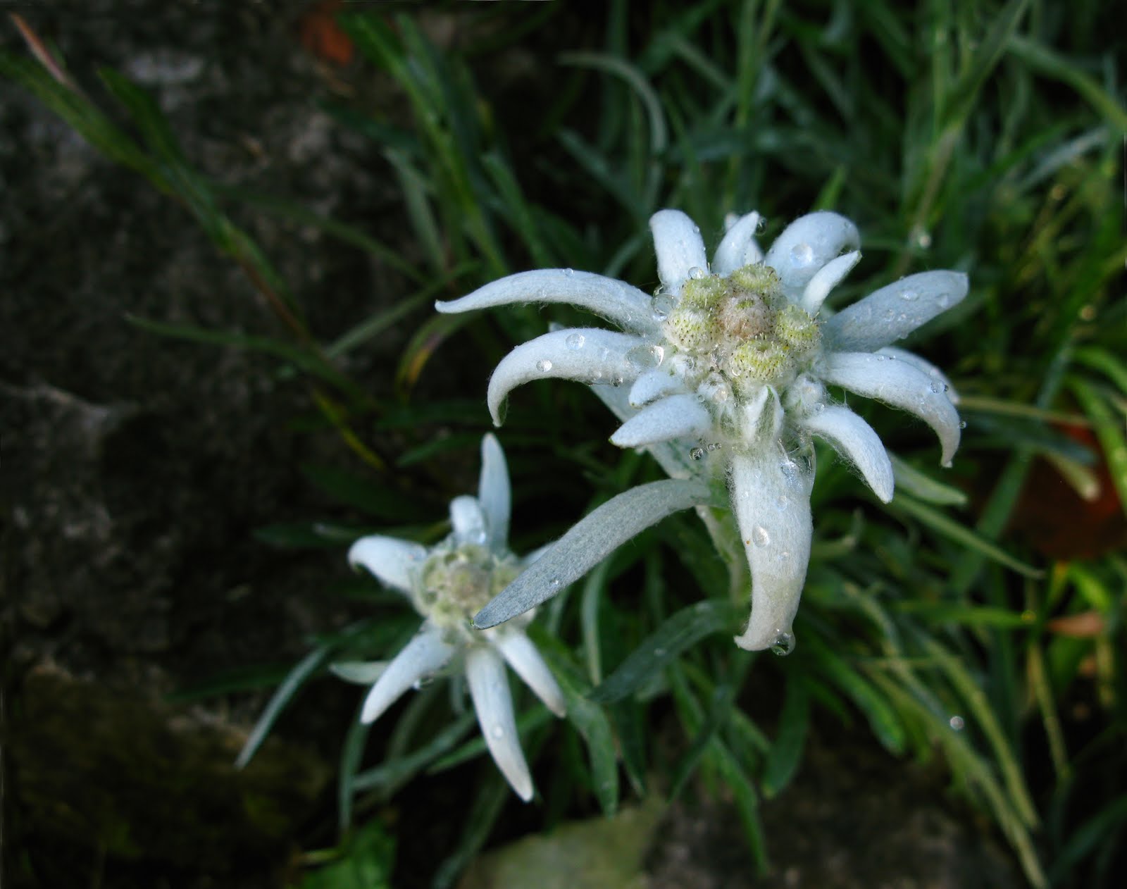 Edelweiss Wallpaper