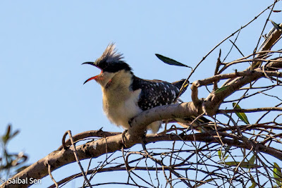 Great-Spotted-Cuckoo