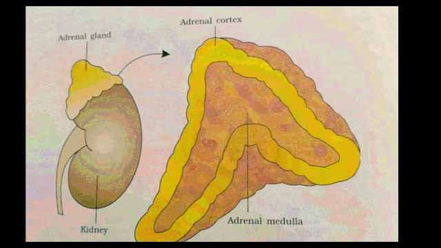 Adrenal Gland 