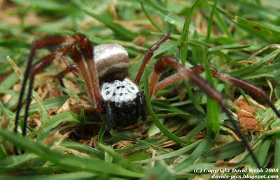 orb web spider - Eriophora transmarina