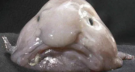 Hewan aneh Blobfish