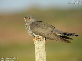 cuco Cuculus canorus