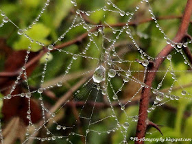 Dew Drops