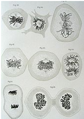  sel dengan kromosom dan mitosis