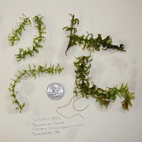 Collected hydrilla