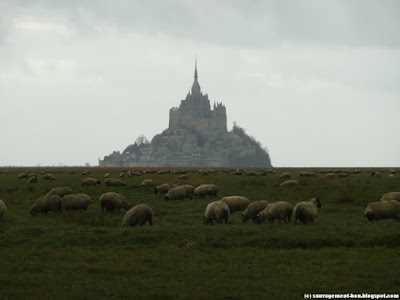 Les prés salés, les moutons, le Mont Saint-Michel