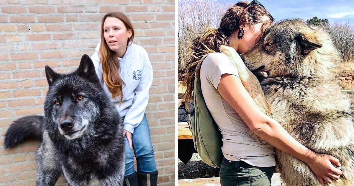 18 Stunning Wolfdogs That Made Us Fall For Them