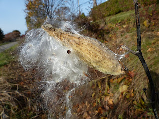 Asclépiade commune (Asclepias syriaca)