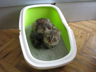 Litière de silice, litière minérale ou litière végétale, litière agglomérante ou non agglomérante... Les chats et leurs maîtres ont leurs préférences. Utilisables dans une maison de toilette ou un bac à litière, ce large choix de litières pour chat répondra à tous vos besoins : Catsan, Cat's Best, Extreme Classic, Golden Grey, Nullodor, Tigerino... 