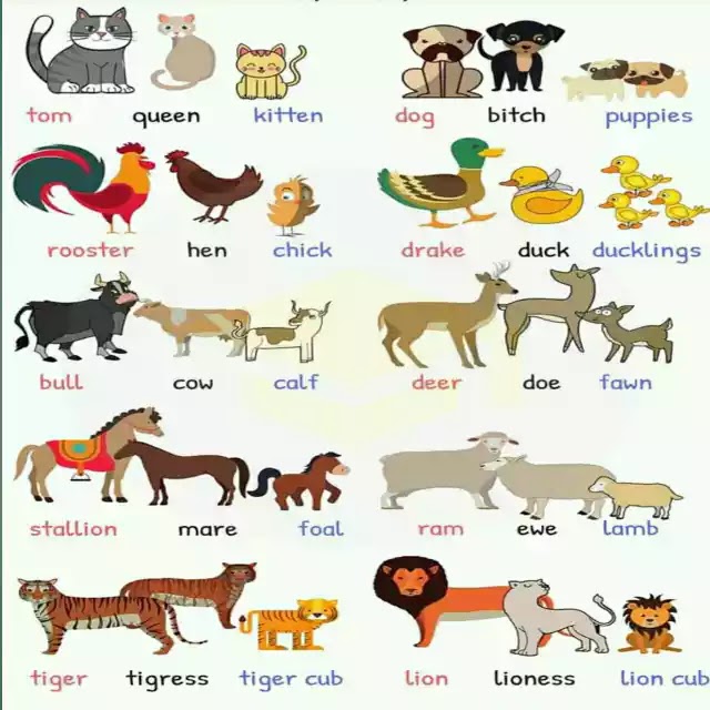 Animals Name Kokborok to English 