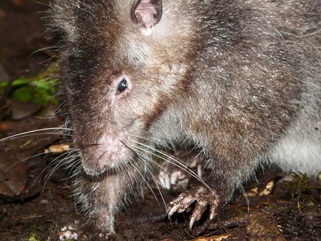 090909 01 giant woolly rat big 10 Penemuan spesies Binatang Baru Versi National Geographic