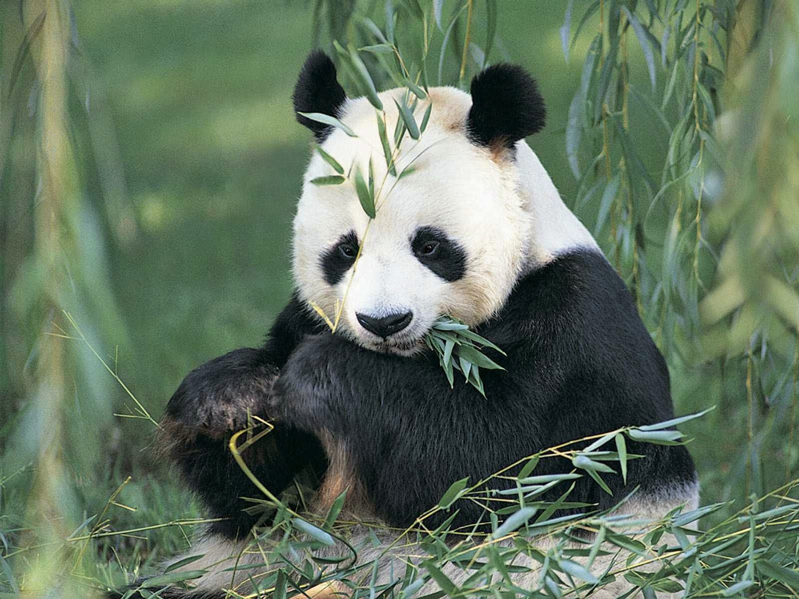 Gambar Panda Lucu Serta Asal Usul Panda Ayeeycom