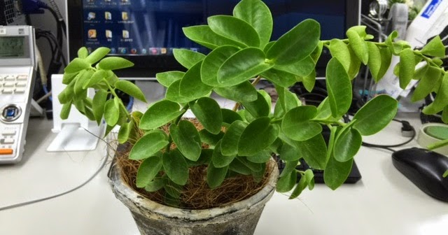 多肉and観葉植物world マダガスカルジャスミン栽培記録 育て方