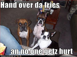 Dog Funny Picture