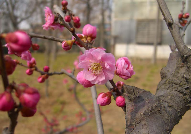 Plum Flowers