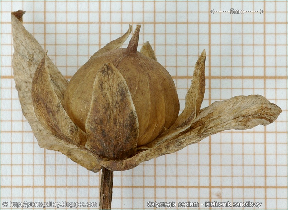 Calystegia sepium - Kielisznik zaroślowy owoc