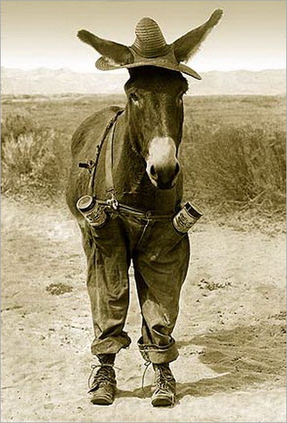 funny moment donkey life 15