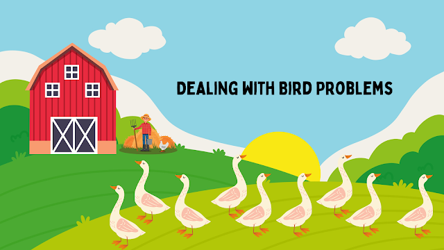 Dealing with Bird Problems