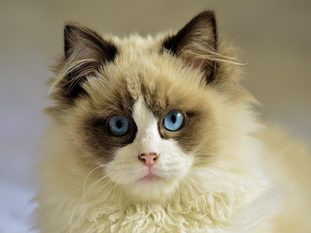 140+ Cute Cat Images | Cat Wallpaper free download HD