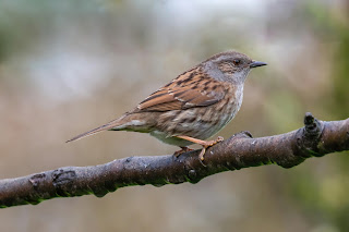 Dunnock DFBridgeman