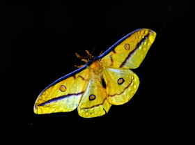 cien-años-soledad-mariposas-amarillas