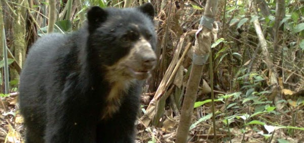 Nueva familia de osos andinos se vio en Papallacta