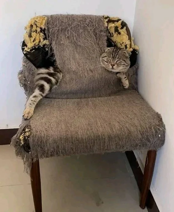 Domestic cat destroys a chair and sleeps among the ruins