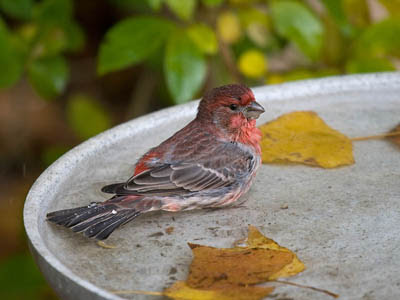 Photo of House Finch