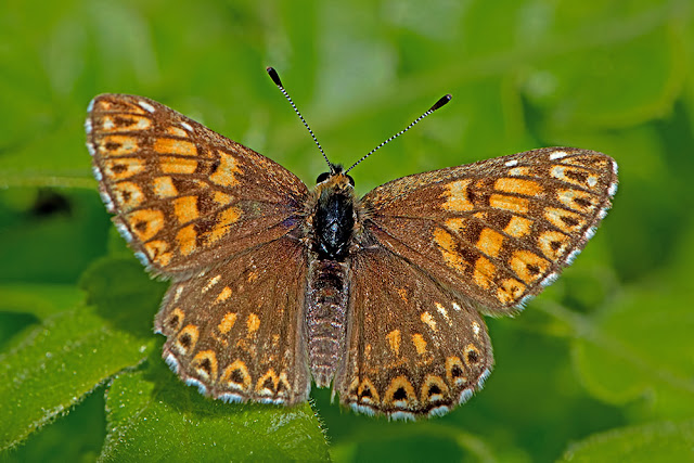 Hamearis lucina the Duke of Burgundy butterfly