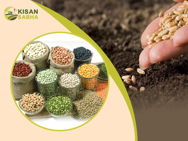 agriculture seeds exporters