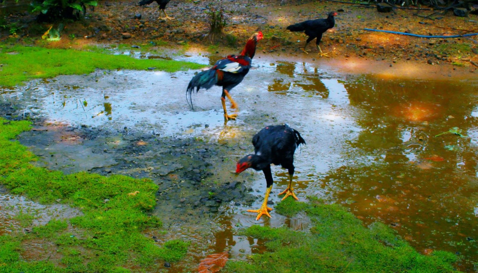 Aku ambil di sekitar rumahku ada foto ayam peliharaan orang tuaku 