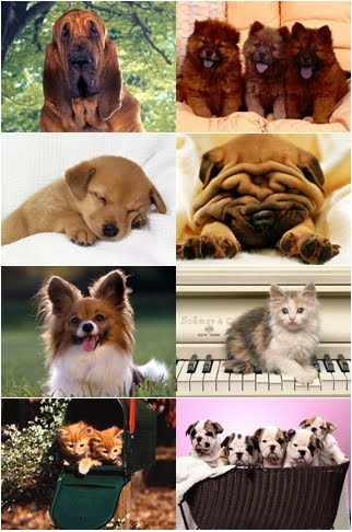 Dogs And Cats Wallpapers. Dogs and Cats Wallpapers