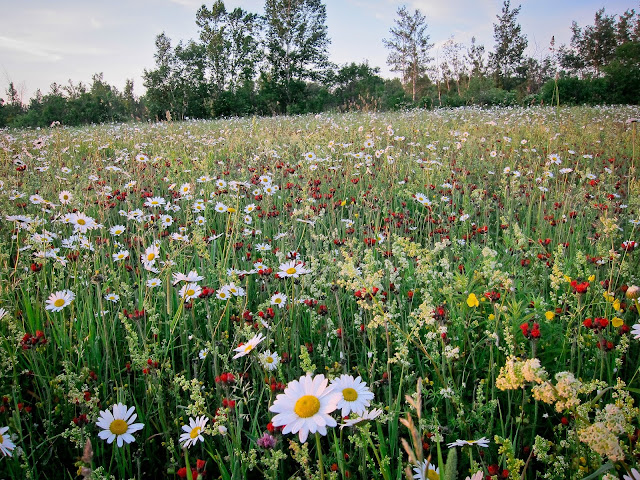 sauvages,fleurs,flore,bouquet,faire,photo-emmanuelle-ricard