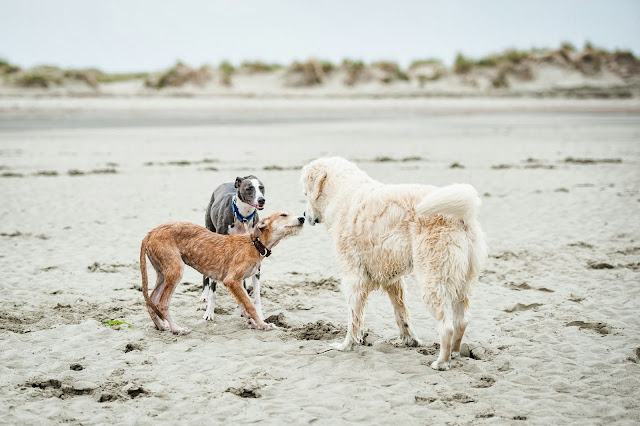 Sighthound & whippet pet portrait shoot at West Witterings Beach, Sussex