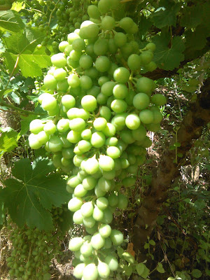 racimo de uvas