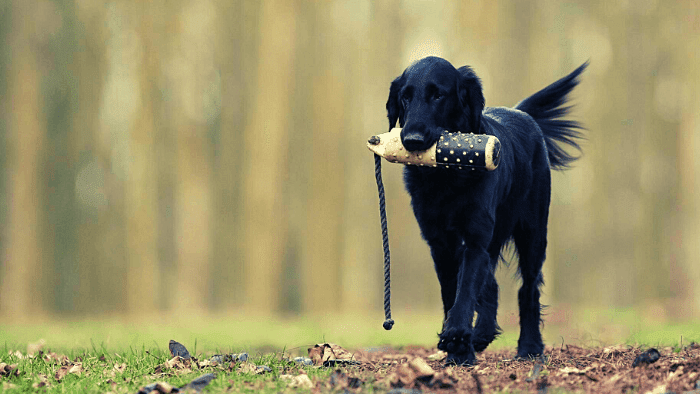  Tips for Professional Dog Training to Be Successful For You and Your Canine