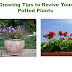 Growing Tips to Revive Your Potted Plants