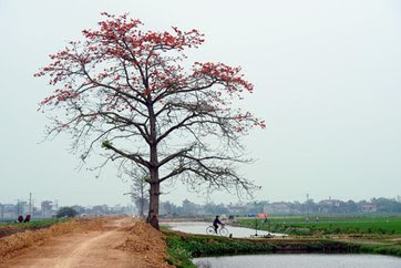 Miền Bắc mùa hoa gạo