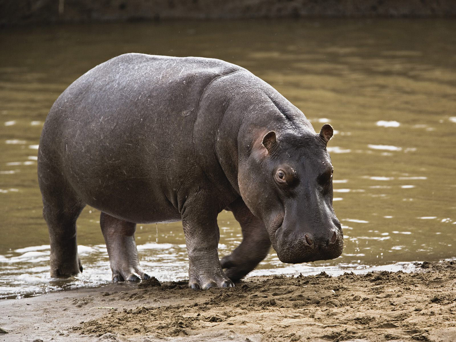Hipopótamo (Hippo Hippopotamus)