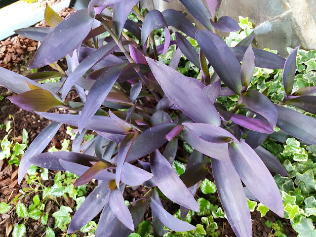 Amor de hombre (Tradescantia pallida (Rose) D.R.Hunt).