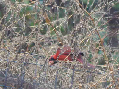 cardinal eating chenopodium seed