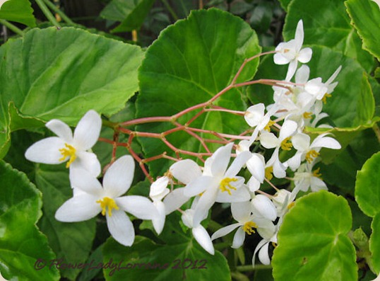 09-27-begonias2 09-27-begonias2
