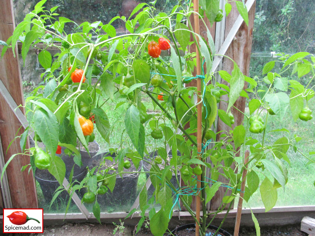 Aji Rainforest - 5th October 2019