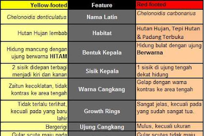 Perbedaaan kura-kura yellow foot dan red foot tortoise