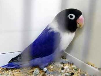  Gambar Ciri Burung Lovebird Biru Violet Beserta Harga 